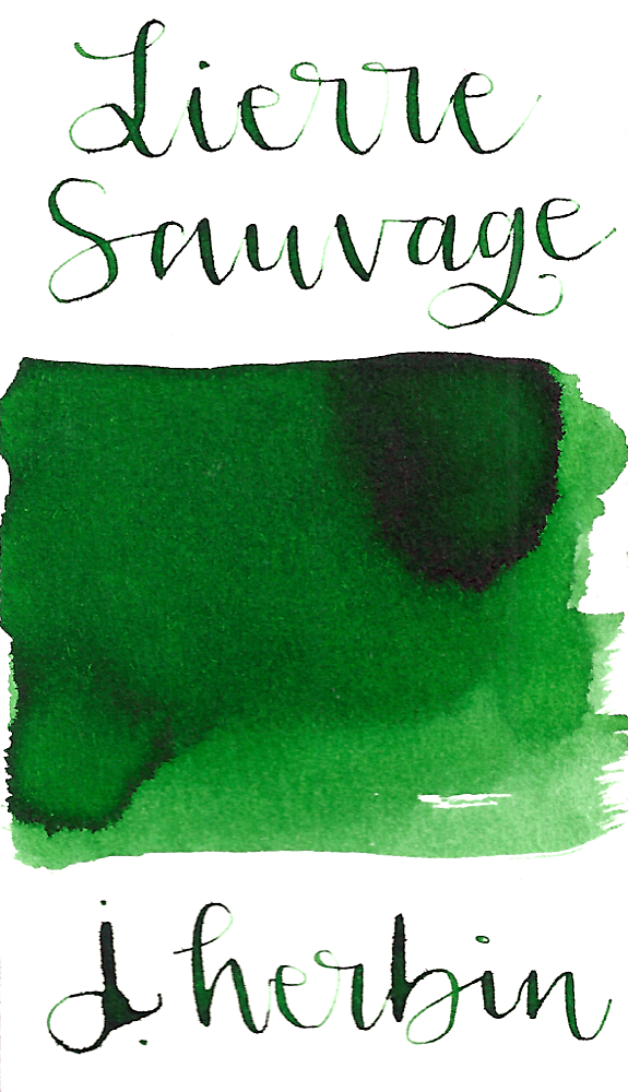 Jacques Herbin Lierre Sauvage