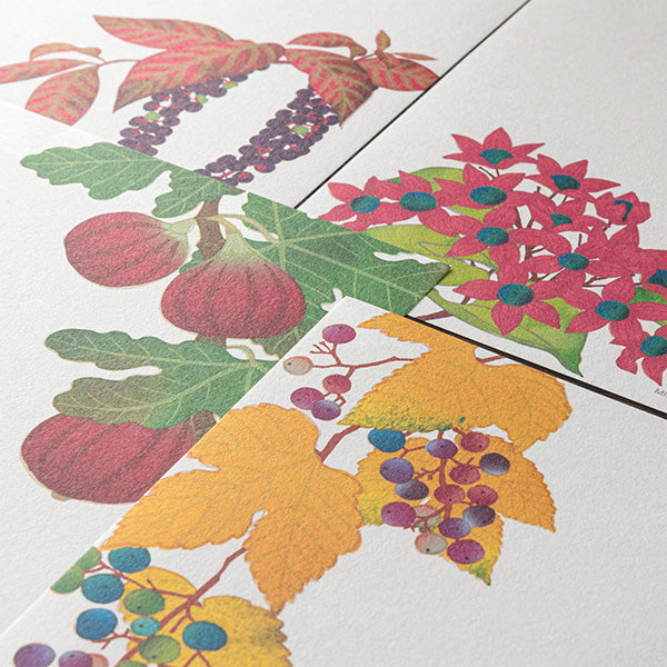 Midori Letter Pad - Four Designs Autumn Fruits 033